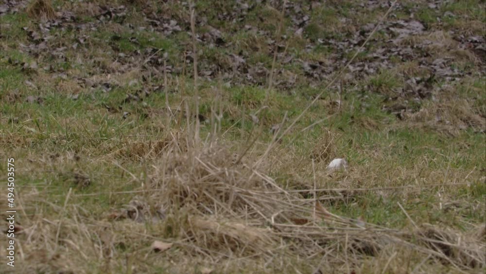stoat on a meadow stoat on a meadow