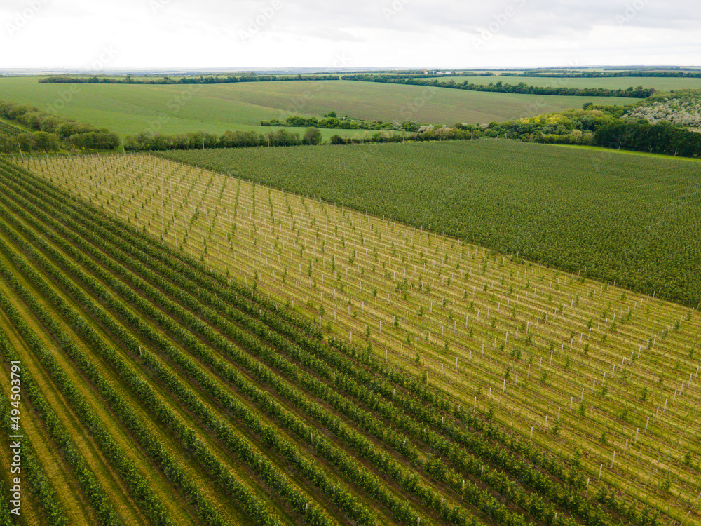Aerial photography with drone. Grape plantation top view in Europe. Rows of vineyards aerial view. 