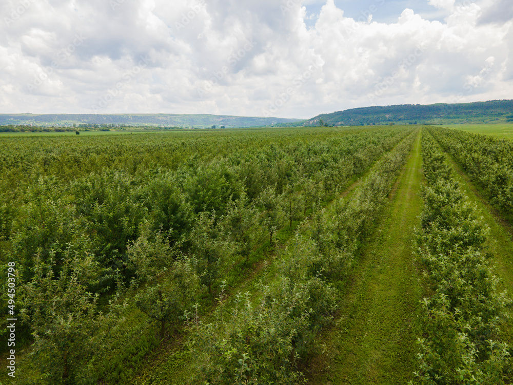 Aerial view on apples orchard. Wide fields of Apple plantation. 
