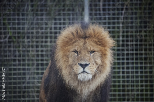 Barbary lion with a wild look in a Newquay Zoo