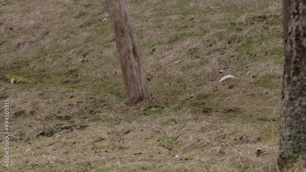 stoat on a meadow stoat on a meadow