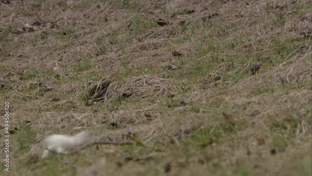 stoat on a meadow stoat on a meadow