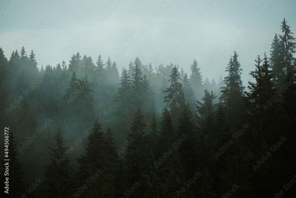 Dark forest with coniferous trees on a foggy misty gloomy day