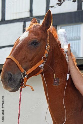 Vertical shot of a brown horse with cannula in vein taking infusion photo