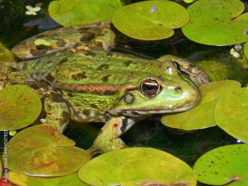 frog in the pond