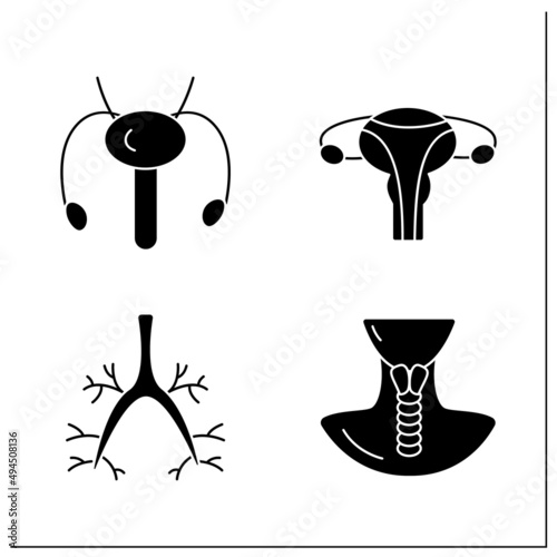 Human internal organs glyph icons set. Bronchi, male and female reproductive systems, larynx.Health concept.Filled flat signs. Isolated silhouette vector illustrations