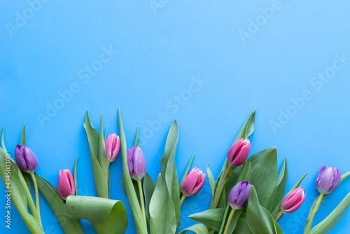 Fototapeta Naklejka Na Ścianę i Meble -  Border of pink and purple tulips on a vibrant blue background with copy space