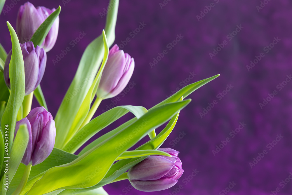 Fresh purple tulips on a dark purple background with copy space Fresh purple tulips on a dark purple background with copy space
