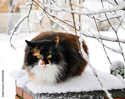 Obraz na plátně Portrait of a fluffy domestic Ragamuffin cat sitting on the snowy surface under