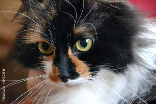 Fotografie Macro view of a fluffy domestic Ragamuffin cat with green eyes