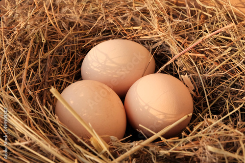 Brown eggs in a straw nest. Natural food, farming