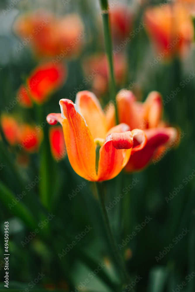 red and yellow tulips