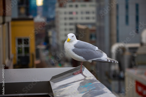 Seagull standing on ledge in the middle of a city. Close to edge of building with blurred background. photo