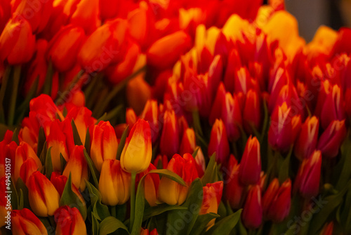 Gorgeous Red and Orange Flowers with Green Stems