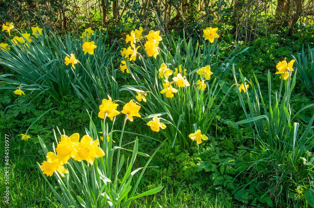 Yellow daffodils in the grass