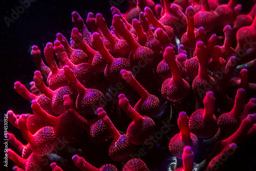 Closeup of a rainbow bubble tip sea anemone on a dark background