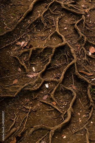 Fotografie, Obraz Vertical shot of tree roots with dry leaves fallen on the ground