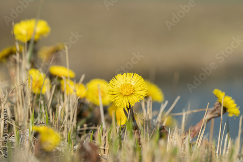 Yellow coltsfoot flowers (Tussilago farfara). photo