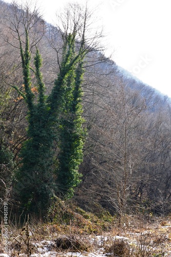 an old tree overgrown with ivy