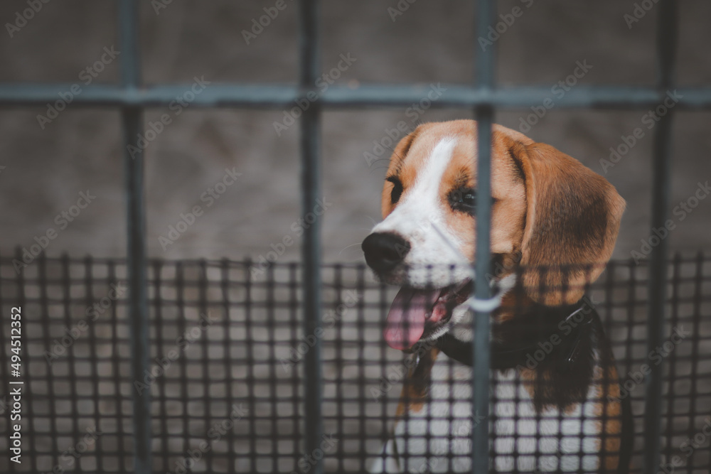 Blurred of beagle dog. Beagle dogs sitting behind gate and waiting for owner at house leak.