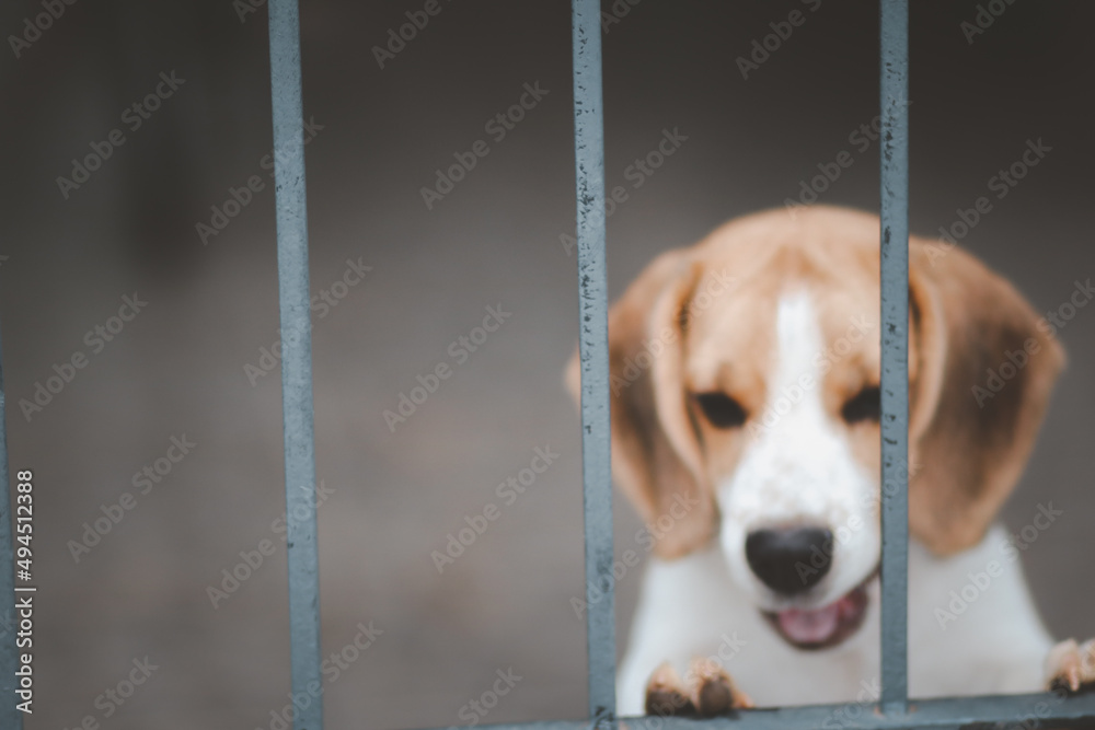 Blurred of beagle dog. Beagle dogs sitting behind gate and waiting for owner at house leak.