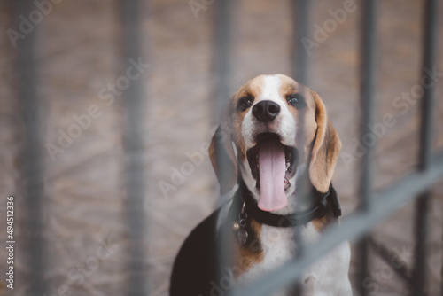 Blurred of beagle dog. Beagle dogs sitting behind gate and waiting for owner at house leak.