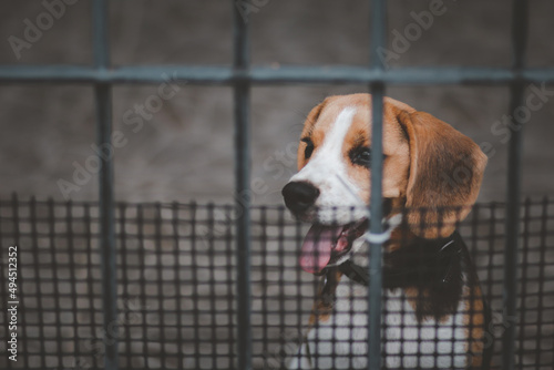 Obraz na płótnie Blurred of beagle dog. Beagle dogs sitting behind gate and waiting for owner at house leak. w salonie