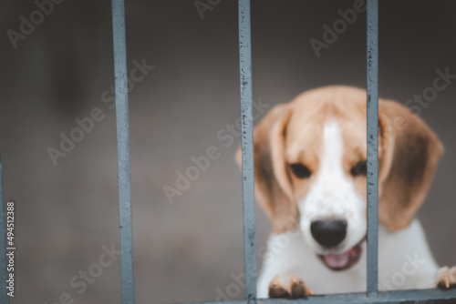 Obraz na płótnie Blurred of beagle dog. Beagle dogs sitting behind gate and waiting for owner at house leak. w salonie