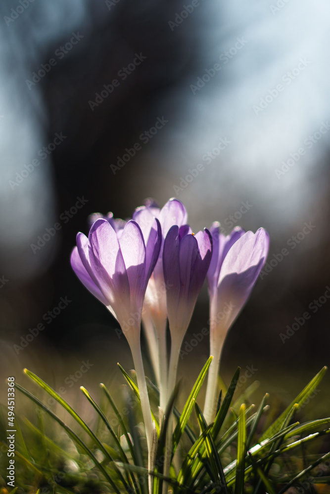 Fototapeta premium Krokus in der Nahaufnahme