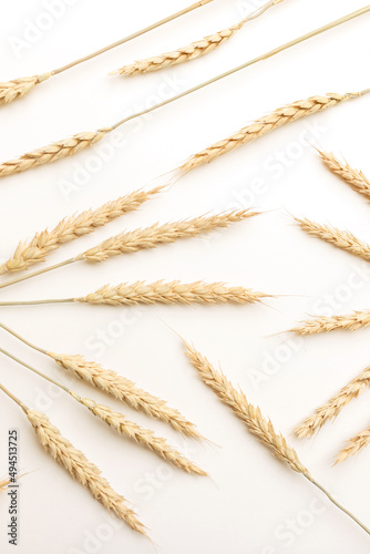 Golden wheat on white background. Close up of ripe ears of wheat plant