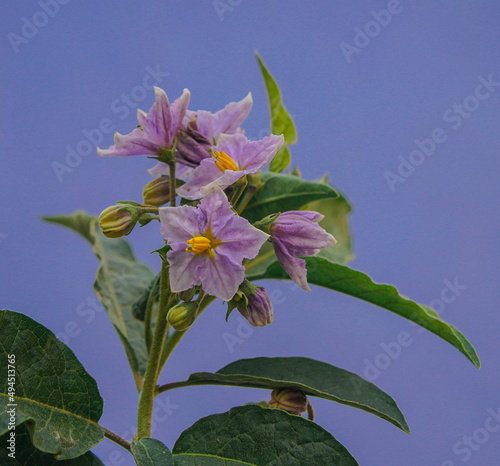 Flor violeta con estambres amarillos en forma de pentagono photo