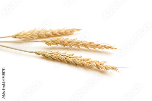 Ripe ears of wheat isolated on a white background. Top view, flat lay