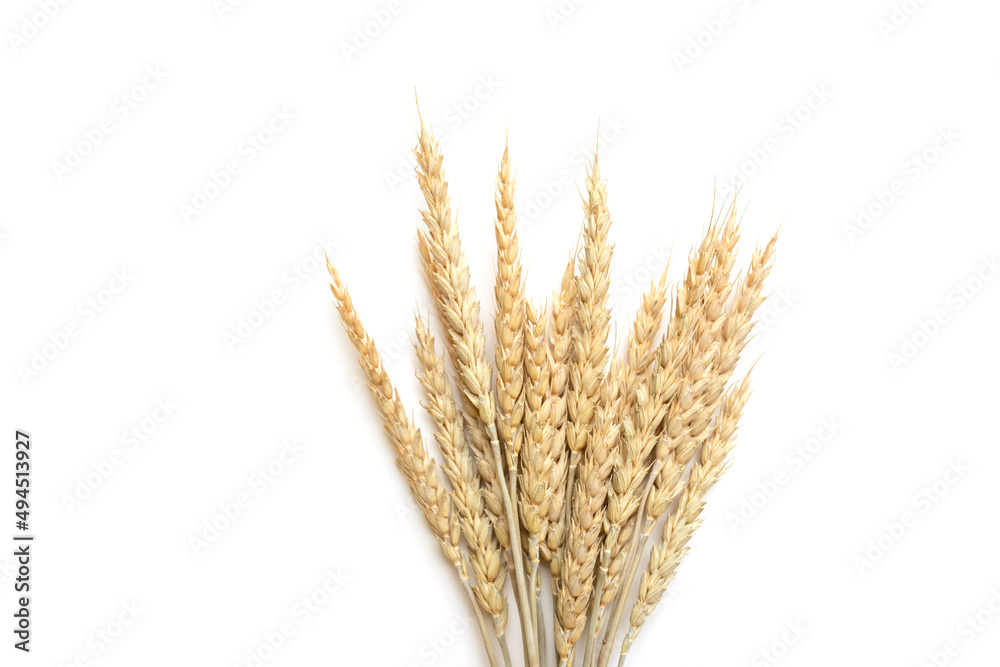 Ripe ears of wheat isolated on a white background. Top view, flat lay