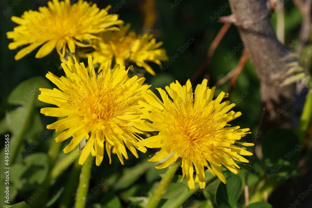 fleurs de pissenlit fleurs de pissenlit
