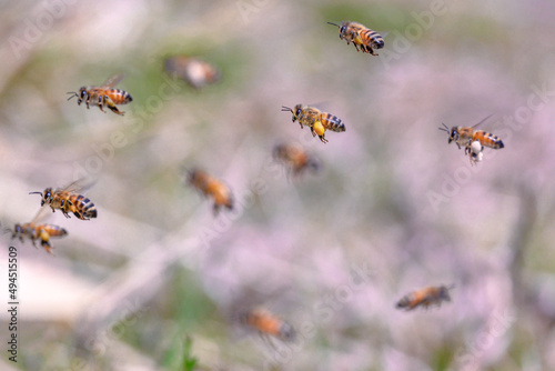 Formation flight of honey bee © kojihirano