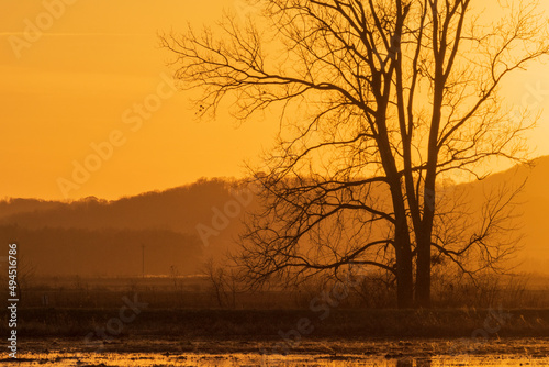 Sunset Trees