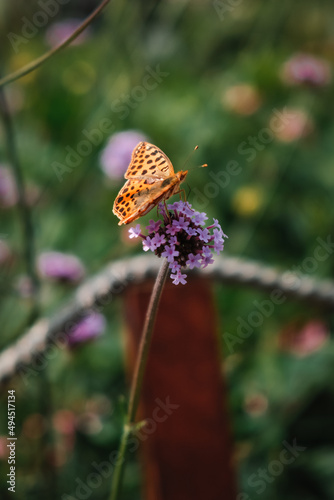 Vertical closeup of Issoria lathonia butterfly on the flower.  Queen of Spain fritillary. photo