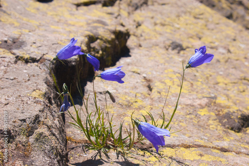 An Alpine bluebell flower between a rock in a mountain photo
