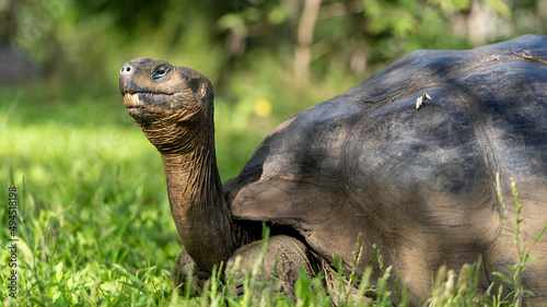 Closeup of a turtle on a grassy landscape photo