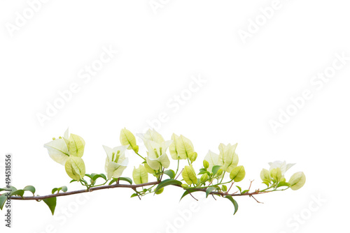 bougainvilleas isolated on white background. save with clipping path.