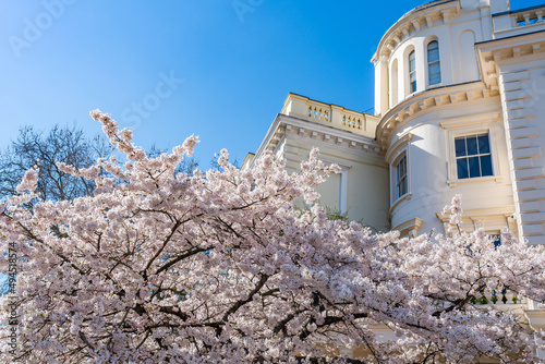 Canvas Print Beautiful cherry tree in full bloom outside a townhouse in Notting Hill, London,