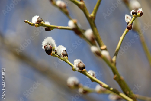 Pussy willow flowers on the branch, blooming verba in spring forest on blue sky background