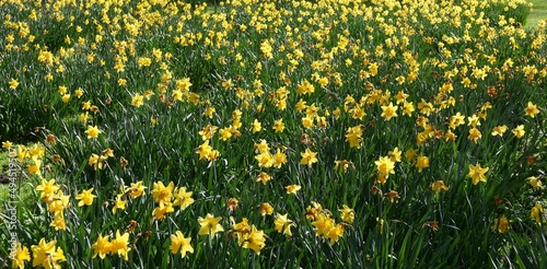 Full frame spring time image of field of yellow daffodils