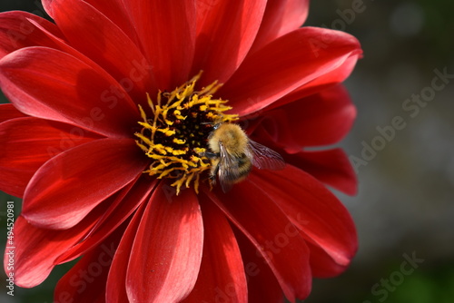 Bumblebee in a flower.