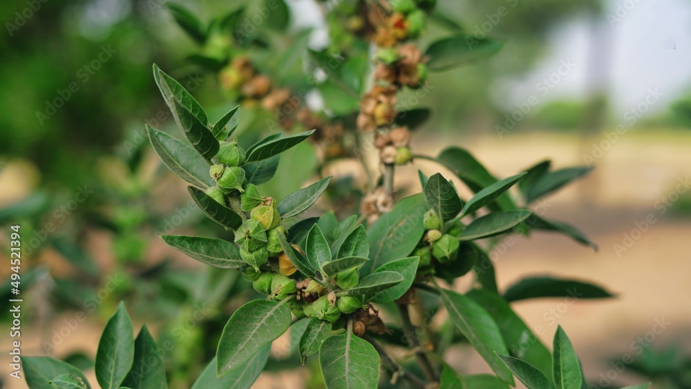 Withania somnifera plant known as Ashwagandha. Indian ginseng herbs, poison gooseberry, or winter cherry. Ashwagandha Benefits For Weight Loss and healthcare Withania somnifera plant known as Ashwagandha. Indian ginseng herbs, poison gooseberry, or winter cherry. Ashwagandha Benefits For Weight Loss and healthcare