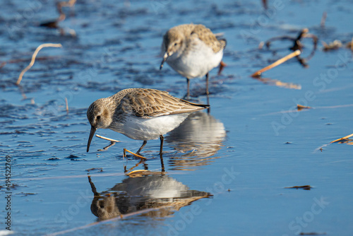 Flock of dunlins (Calidris alpina )looking for food in the water photo