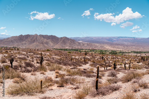 Stunning view of the Saguaro National Park in Pima County, southeastern Arizona photo