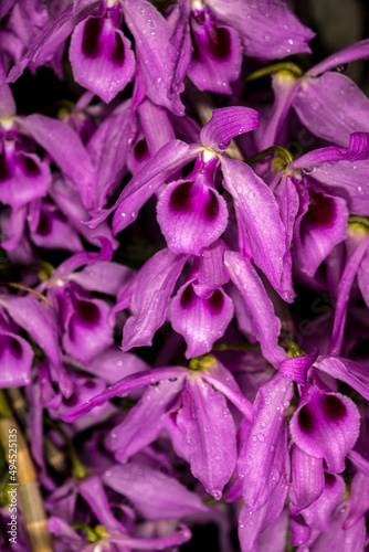 Fototapeta Naklejka Na Ścianę i Meble -  purple forchids in the garden