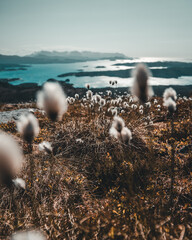 Deken met foto Cappuccinokleur Bloemen en kruiden langs de kust  © Andreas Eriksen/Wirestock Creators