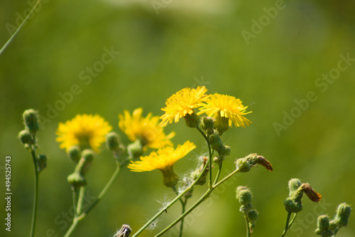 Closeup of golden perennial sowthistle in bloom with green blurred background